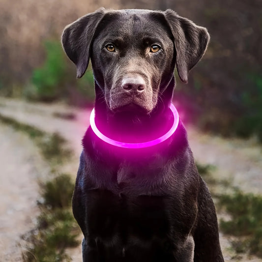 Waterdichte LED Halsband voor Honden – Verstelbare Maat