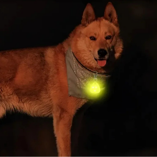 LED Halsband Hond Tegen Verdwijnen | Zichtbaarheid 500 m