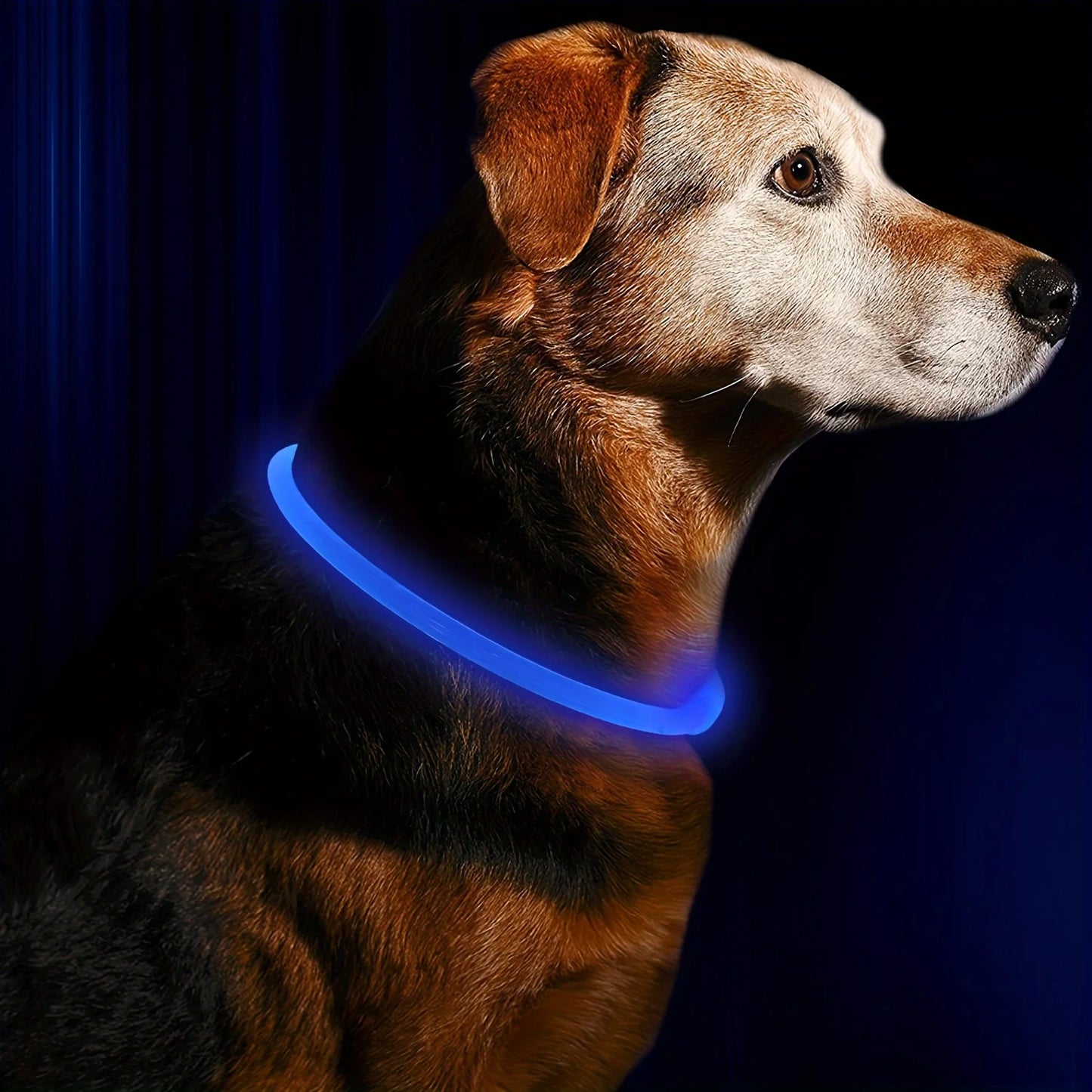 Waterdichte LED Halsband voor Honden – Verstelbare Maat