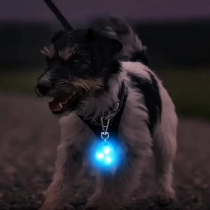 LED Halsband Hond Tegen Verdwijnen | Zichtbaarheid 500 m
