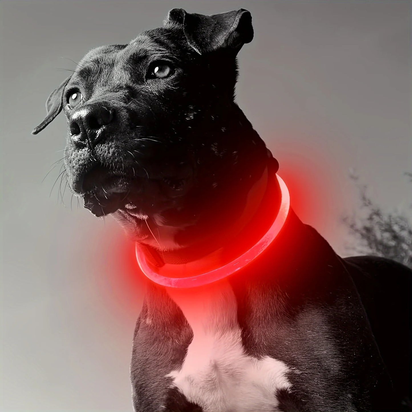 Waterdichte LED Halsband voor Honden – Verstelbare Maat
